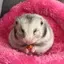 ぽんちゃんのプロフィール画像