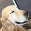 たぬきのプロフィール画像