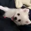 ヨウのプロフィール画像