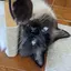 すぎのきのプロフィール画像