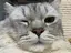 ちくわのプロフィール画像