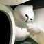 ちゃすのプロフィール画像