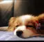西川つばさのプロフィール画像