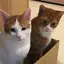 Tomoのプロフィール画像