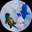 たにこのプロフィール画像