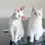 カオルのプロフィール画像