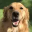 笑顔の犬のプロフィール画像