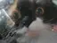 ねこまるのプロフィール画像