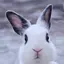 大坪まゆみのプロフィール画像