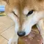 翔夏のプロフィール画像