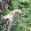 アカネのプロフィール画像