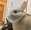 HaR⋆͛*͛ ⋆のプロフィール画像