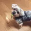 よるのプロフィール画像