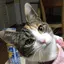 みみぶたのプロフィール画像