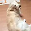 ゆいのプロフィール画像