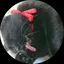 まゆ。のプロフィール画像
