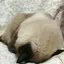 たぬきのプロフィール画像
