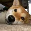 あんずさんは犬の名前のプロフィール画像