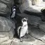 さかなちゃんのプロフィール画像