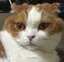 ぽんころのプロフィール画像