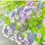 nonoのプロフィール画像
