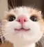 ぽてちのプロフィール画像