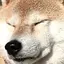 ビキユキのプロフィール画像