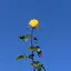 🌙のプロフィール画像