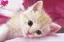 きなこのプロフィール画像