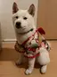 Yuriのプロフィール画像