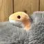 ういえのプロフィール画像