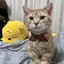 あきなのプロフィール画像