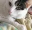 もちのプロフィール画像