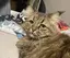 mogのプロフィール画像