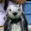 ふせのプロフィール画像