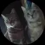 しずくのプロフィール画像