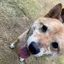 こしあんのプロフィール画像