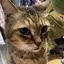 にゃんぱくのプロフィール画像