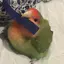 リサのプロフィール画像