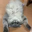のんののプロフィール画像