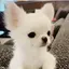 リコのプロフィール画像