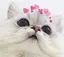 もこもちのプロフィール画像