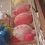 あーちゃんのプロフィール画像
