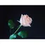 chii ☺︎のプロフィール画像