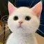 Mayuのプロフィール画像