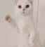 リトのプロフィール画像