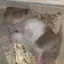 .のプロフィール画像