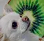 KoimAのプロフィール画像