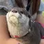 画面越しのウソラーのプロフィール画像