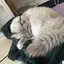 よぴのプロフィール画像